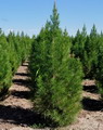 Eldarica pine